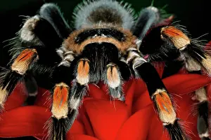 Brachypelma: Mexican Red-Kneed Tarantula (Brachypelma