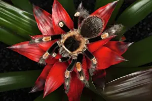 Brachypelma: Mexican Red-Kneed Tarantula (Brachypelma