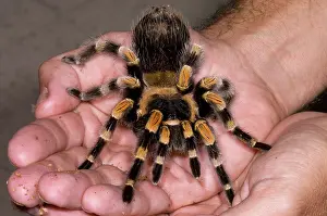 Knee: Mexican Red-Legged Tarantula