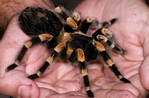 Knee: Mexican Red-Legged Tarantula