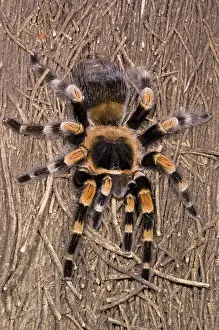Knee: Mexican Red-Legged Tarantula
