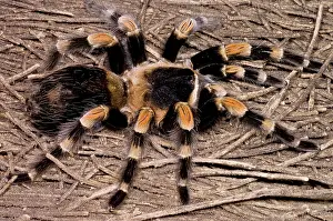 Knee: Mexican Red-Legged Tarantula