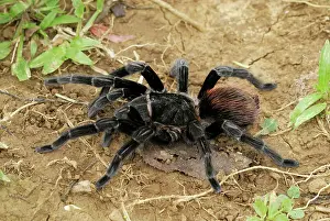Brachypelma: Mexican red rump / Mexican black velvet Tarantula