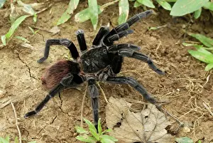 Brachypelma: Mexican red rump / Mexican black velvet Tarantula