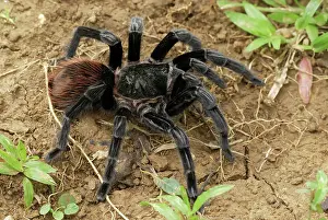 Brachypelma: Mexican red rump / Mexican black velvet Tarantula