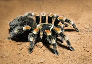 Tarantulas: Mexican Redknee Tarantula