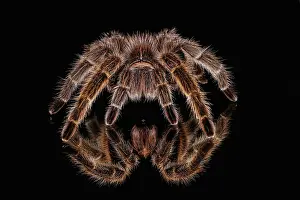 Scary: Mexican redknee tarantula reflected on mirror
