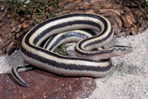 Boas: Mexican Rosy Boa