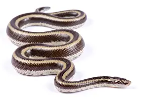 Crawl: Mexican rosy boa (Lichanura trivirgata trivirgata)