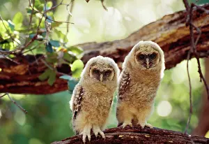 Lucida: Mexican Spotted OWL - 2 fledglings on branch