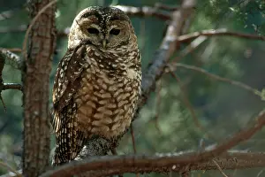 Lucida: Mexican Spotted Owl