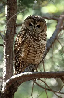 Lucida: Mexican Spotted Owl