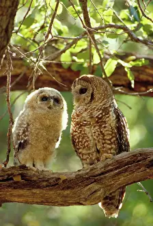 Lucida: Mexican Spotted Owl - adult and young in tree