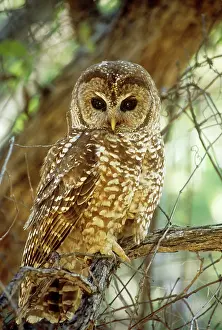 Lucida: MEXICAN SPOTTED OWL - perched in tree