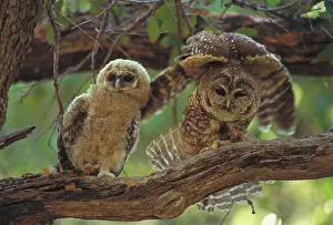 Lucida: Mexican Spotted Owl (Strix occidentalis lucida) -Adult and y