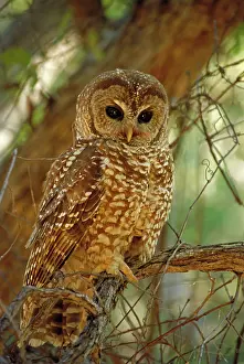 Lucida: Mexican Spotted Owl - in tree