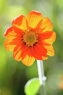 Sing: Mexican Sunflower, Tithonia diversifolia, Front view of sing