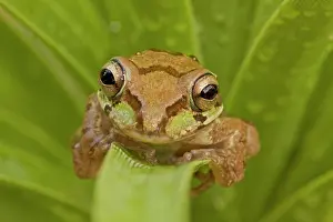 Smilisca: Mexican Tree Frog