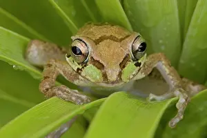 Smilisca: Mexican Tree Frog