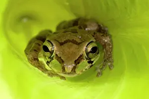 Smilisca: Mexican Tree Frog