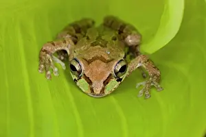 Smilisca: Mexican Tree Frog