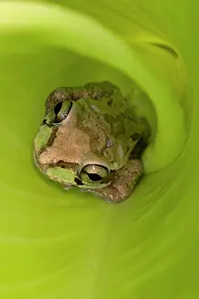 Smilisca: Mexican Tree Frog - Alamos