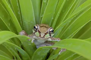 Smilisca: Mexican Tree Frog - Alamos