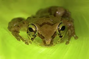 Found: Mexican Tree Frog (Smilisca baudinii) Alamos - Sonora