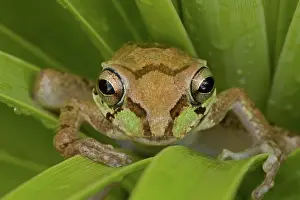 270222: Mexican Tree Frog (Smilisca baudinii) Alamos - Sonora - Mexi