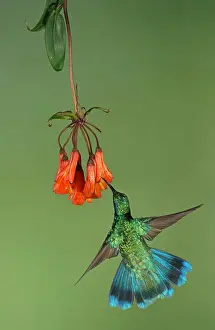 Violetear: Mexican violetear (Colibri thalassinus) in flight