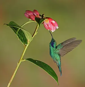 Violetear: Mexican violetear (Colibri thalassinus) in flight