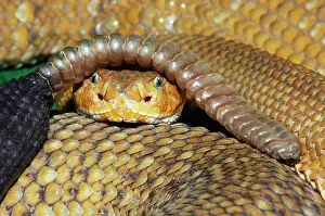 Basiliscus: Mexican West Coast Diamondback Rattlesnake
