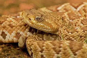 Basiliscus: Mexican West Coast Rattle Snake