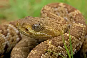 Basiliscus: Mexican West Coast Rattle Snake