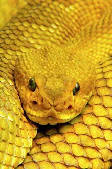 Crotalus: Mexican west coast rattlesnake (Crotalus basiliscus)