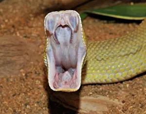 Opened: Mexican West Coast Rattlesnake, mouth wide open