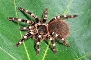 Scary: Mexican White-Knee Tarantula / Bird-eating Spider