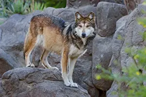 Baileyi: Mexican Wolf (Canis lupus baileyi) Mexican Wolf