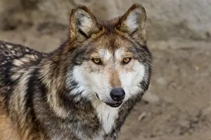 Pat And Tom Leeson (new Material): Mexican Wolf (Canis lupus baileyi) Mexican Wolf