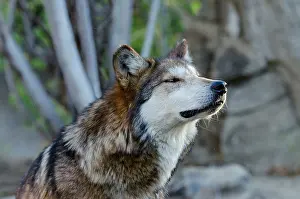 Baileyi: Mexican Wolf (Canis lupus baileyi) smelling/sniffing