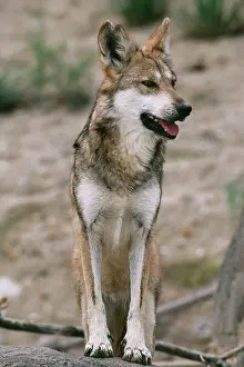 Baileyi: Mexican WOLF - Critically endangered, 100 remain