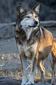 Pat And Tom Leeson (new Material): Mexican Wolf or Mexican Gray Wolf (Canis lupus baileyi)--a