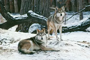 Baileyi: Mexican WOLF - x two, in snow