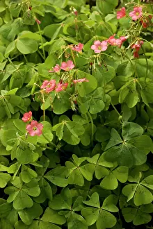 Shamrock: Mexican wood-sorrel / shamrock
