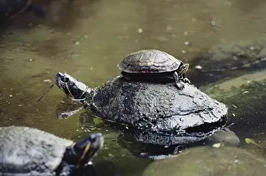 Emydidae: Mexican Yellow-bellied Slider