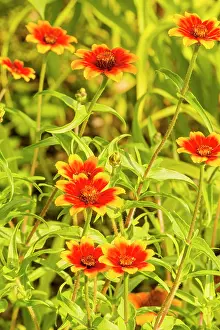 Mexican: Mexican Zinnia (Zinnia haageana) Profusion Persian