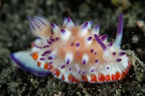 Slug: Mexichromis Nudibranch