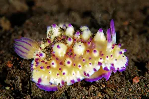 Slug: Mexichromis Nudibranch - Melasti dive site, Tulamben