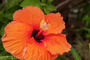 Mallow: Mexico, Cozumel, Hibiscus