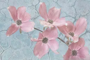 Dogwood: Mexico, Jalpa. Pink dogwood flower collage. ic Don Paulson /